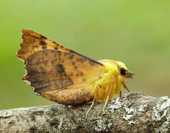 70.234 BF1913 Canary-shouldered Thorn Ennomos alniaria