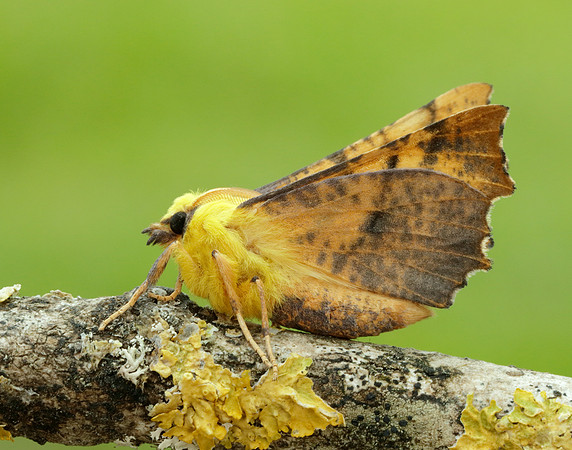 70.234 BF1913 Canary-shouldered Thorn Ennomos alniaria