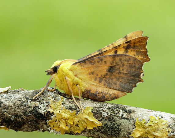 70.234 BF1913 Canary-shouldered Thorn Ennomos alniaria