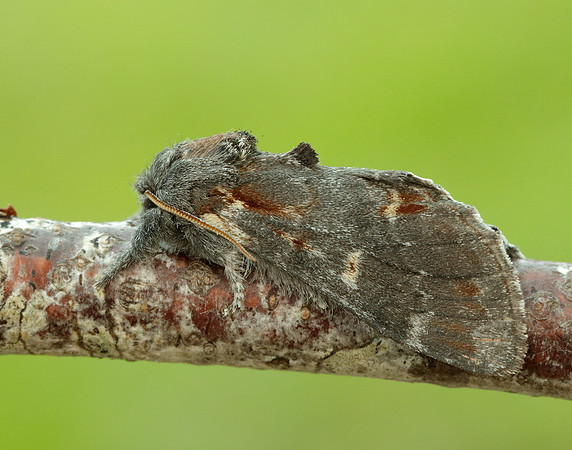 71.012 BF2000 Iron Prominent Notodonta dromedarius