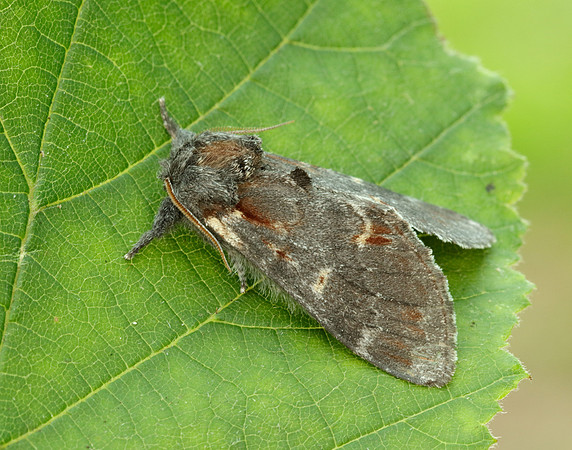 71.012 BF2000 Iron Prominent Notodonta dromedarius