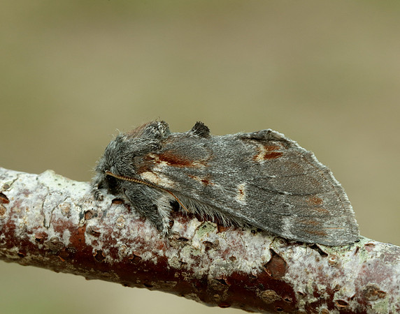 71.012 BF2000 Iron Prominent Notodonta dromedarius