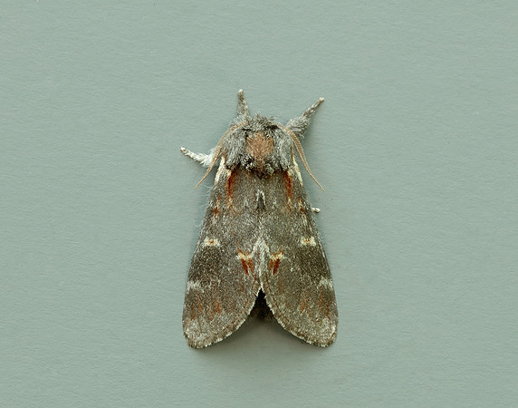 71.012 BF2000 Iron Prominent Notodonta dromedarius