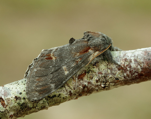 71.012 BF2000 Iron Prominent Notodonta dromedarius