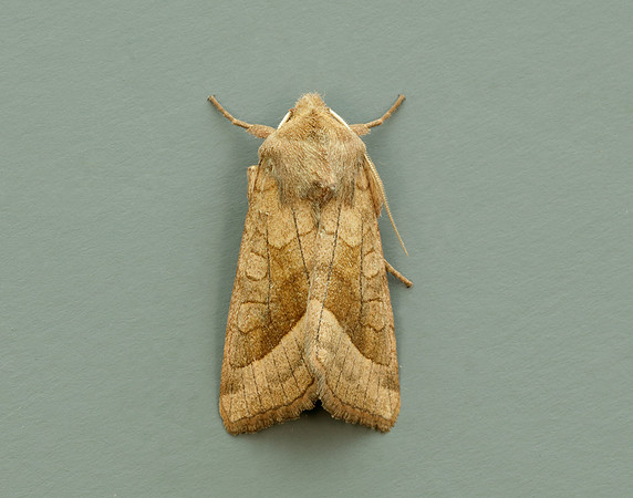 73.123 BF2361 Rosy Rustic Hydraecia micacea