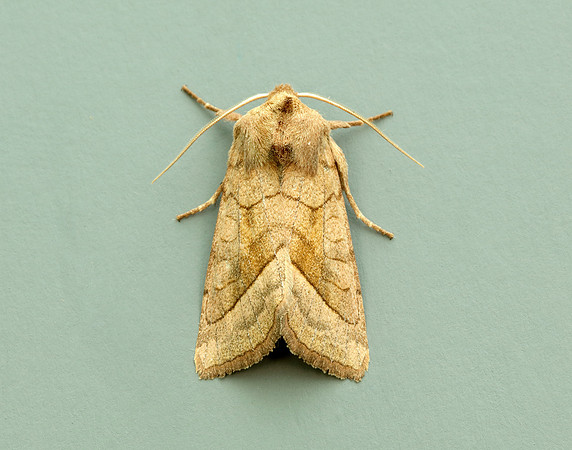 73.123 BF2361 Rosy Rustic Hydraecia micacea