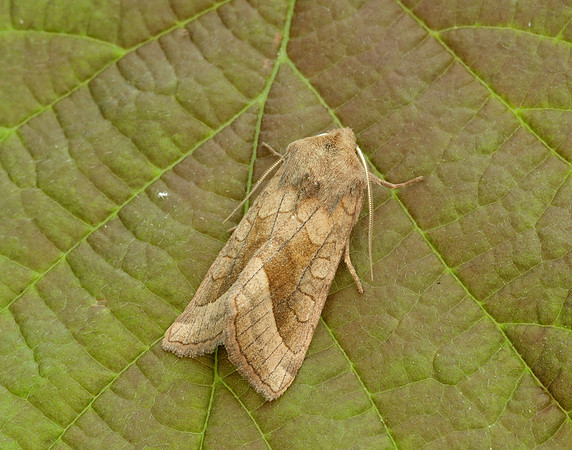 73.123 BF2361 Rosy Rustic Hydraecia micacea