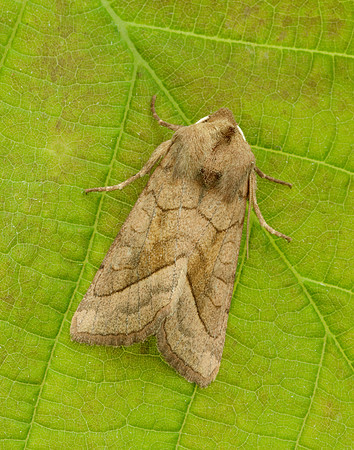 73.123 BF2361 Rosy Rustic Hydraecia micacea