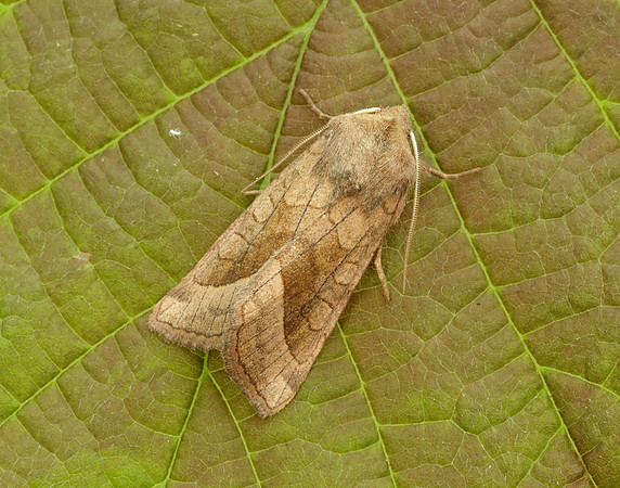 73.123 BF2361 Rosy Rustic Hydraecia micacea