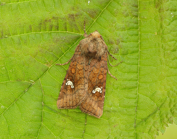 73.123 BF2361 Rosy Rustic Hydraecia micacea