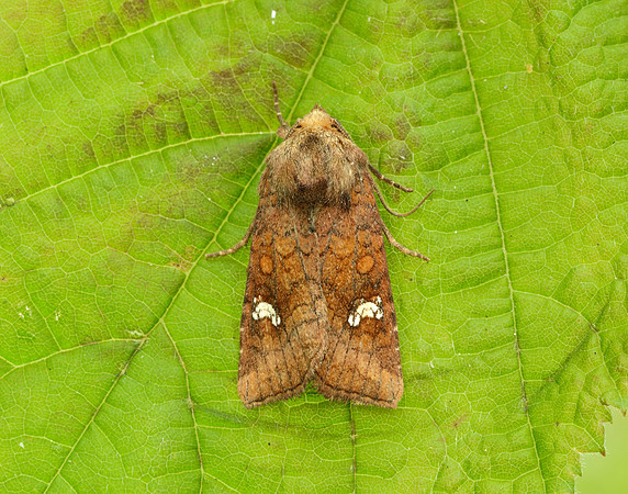 73.123 BF2361 Rosy Rustic Hydraecia micacea