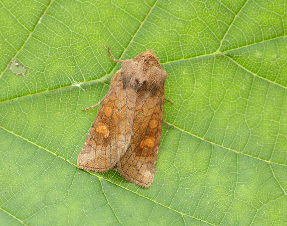 73.123 BF2361 Rosy Rustic Hydraecia micacea