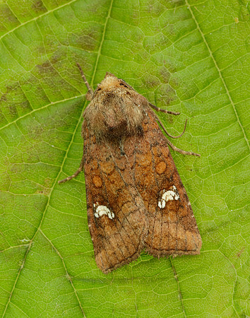 73.123 BF2361 Rosy Rustic Hydraecia micacea