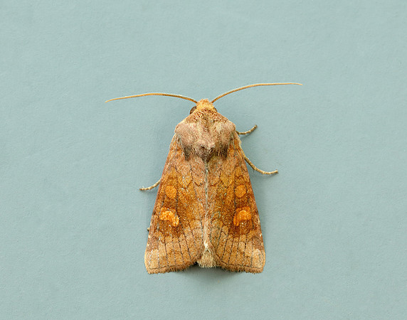 73.123 BF2361 Rosy Rustic Hydraecia micacea