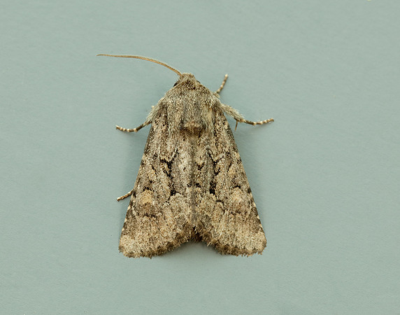 73.131 BF2353 Flounced Rustic Luperina testacea