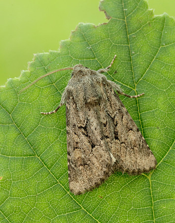 73.131 BF2353 Flounced Rustic Luperina testacea