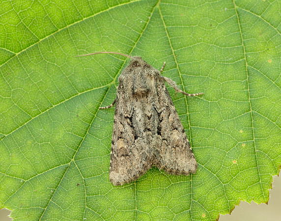 73.131 BF2353 Flounced Rustic Luperina testacea