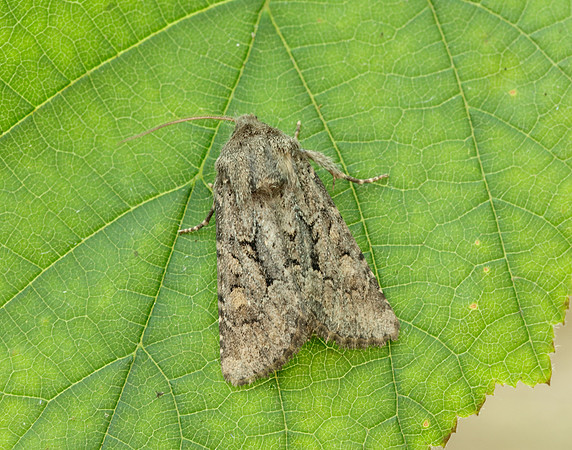 73.131 BF2353 Flounced Rustic Luperina testacea