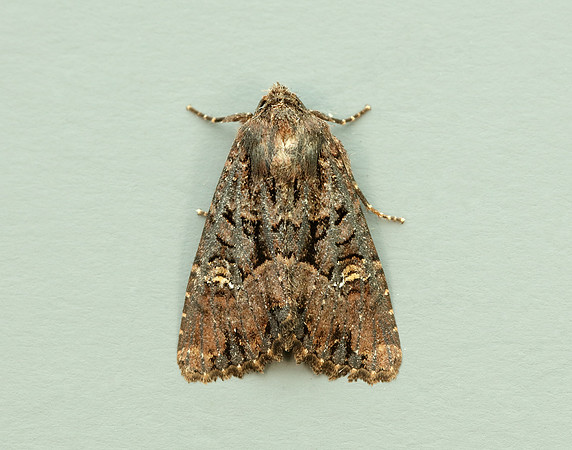 73.169 BF2343 Common Rustic Mesapamea secalis
