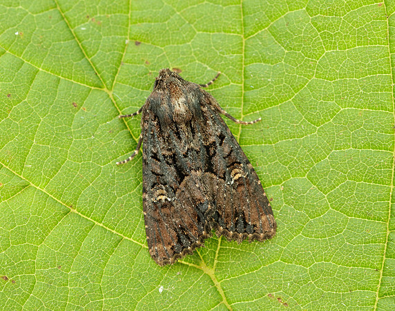 73.169 BF2343 Common Rustic Mesapamea secalis