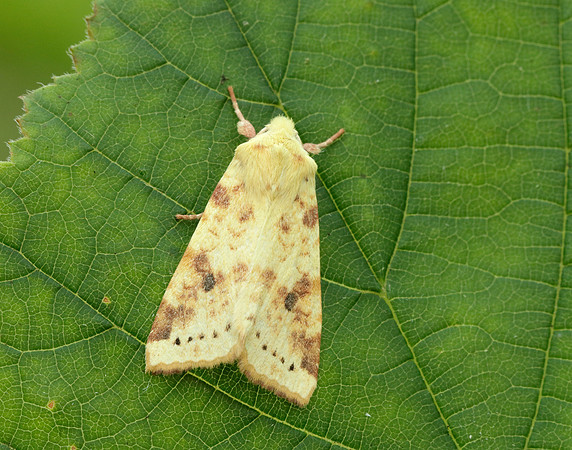 73.182 BF2274 Sallow Cirrhia icteritia