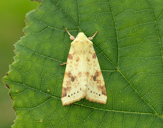 73.182 BF2274 Sallow Cirrhia icteritia