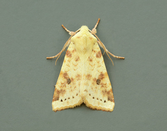 73.182 BF2274 Sallow Cirrhia icteritia