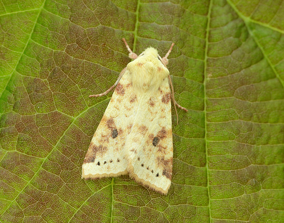 73.182 BF2274 Sallow Cirrhia icteritia