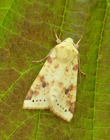 73.182 BF2274 Sallow Cirrhia icteritia