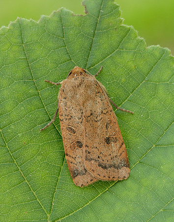 73.345 BF2109 Lesser Yellow Underwing Noctua comes