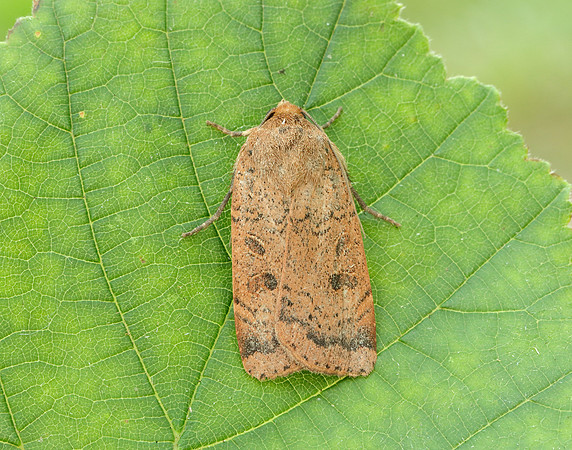 73.345 BF2109 Lesser Yellow Underwing Noctua comes