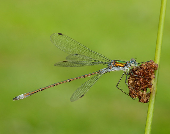 Emerald Damselfly Lestes sponsa