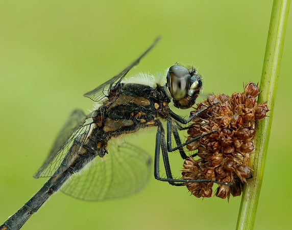 Black Darter Sympetrum danae