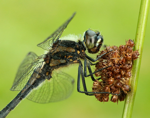 Black Darter Sympetrum danae