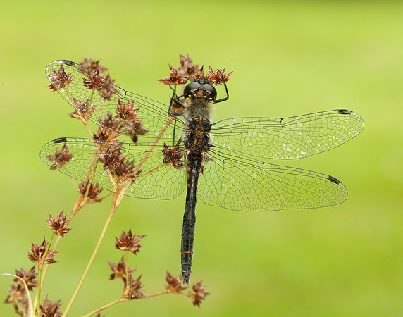 Black Darter Sympetrum danae
