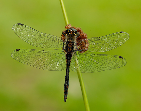 Black Darter Sympetrum danae