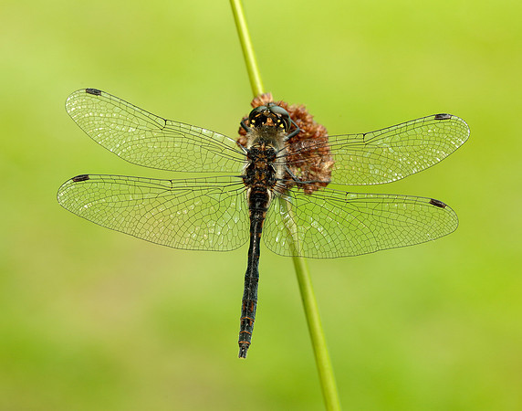 Black Darter Sympetrum danae