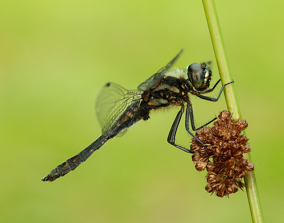 Black Darter Sympetrum danae