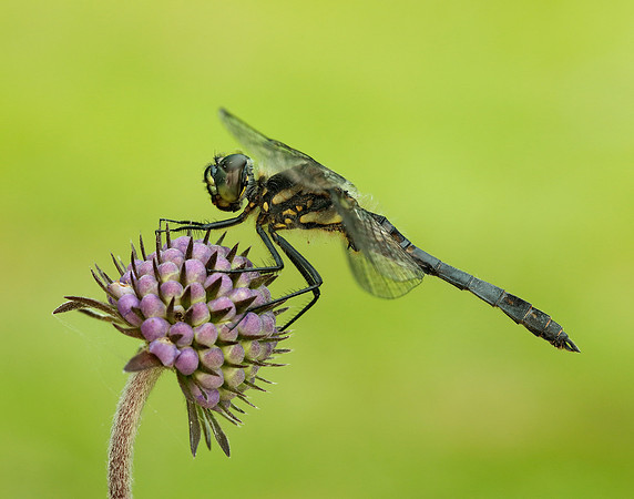 Black Darter Sympetrum danae
