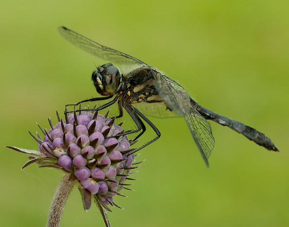 Black Darter Sympetrum danae