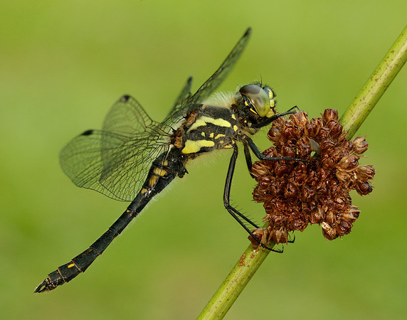 Black Darter Sympetrum danae