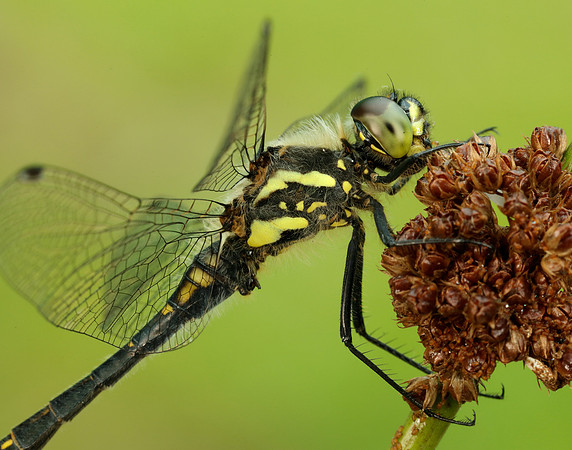 Black Darter Sympetrum danae
