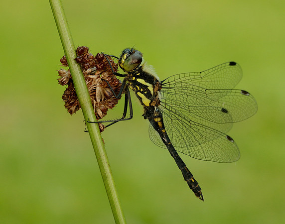 Black Darter Sympetrum danae
