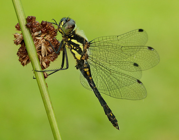 Black Darter Sympetrum danae