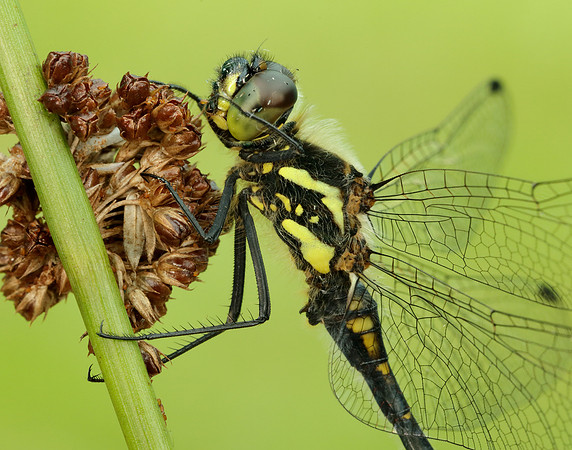 Black Darter Sympetrum danae