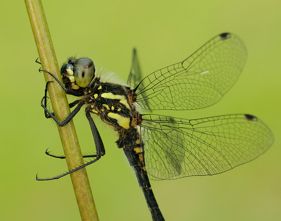 Black Darter Sympetrum danae