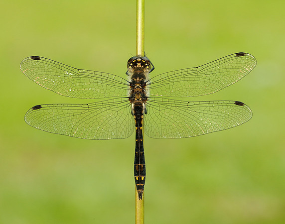 Black Darter Sympetrum danae