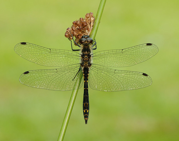 Black Darter Sympetrum danae