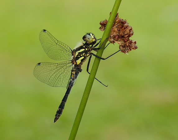 Black Darter Sympetrum danae