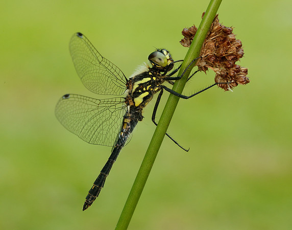Black Darter Sympetrum danae